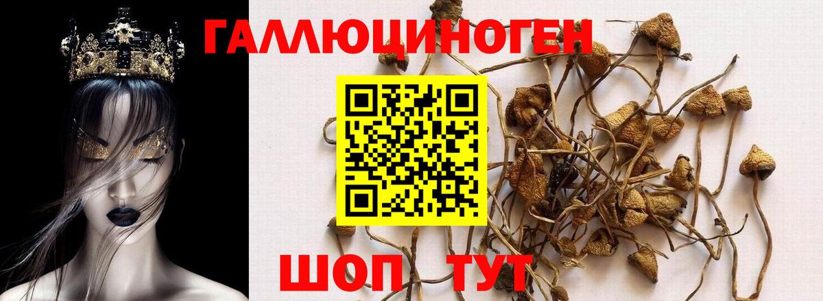 Галлюциногенные грибы Cubensis  Вход с VPN  Заволжье 
